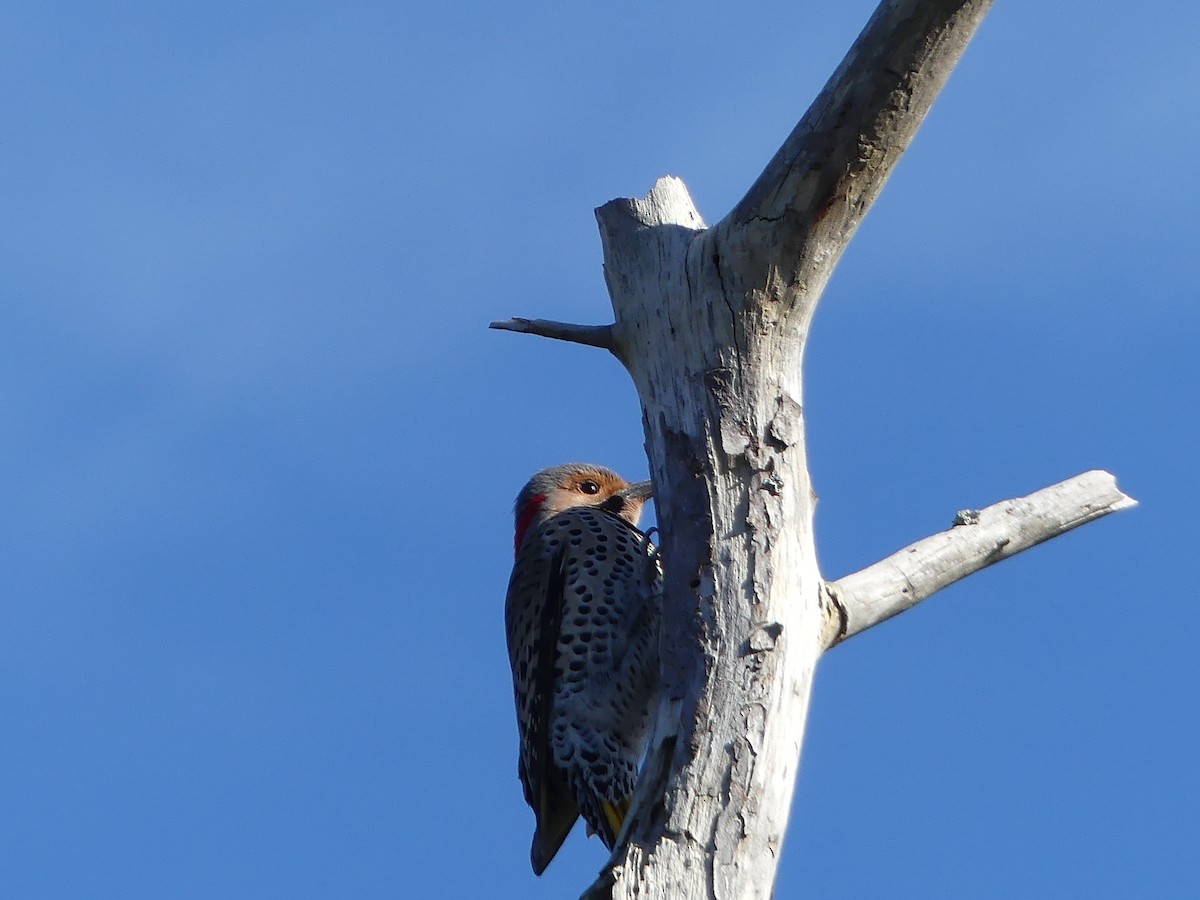 Northern Flicker - ML24396541