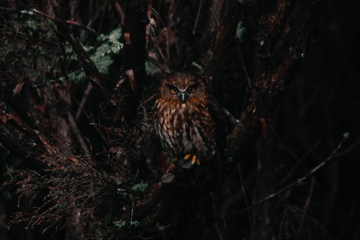 Morepork - Matt Sim