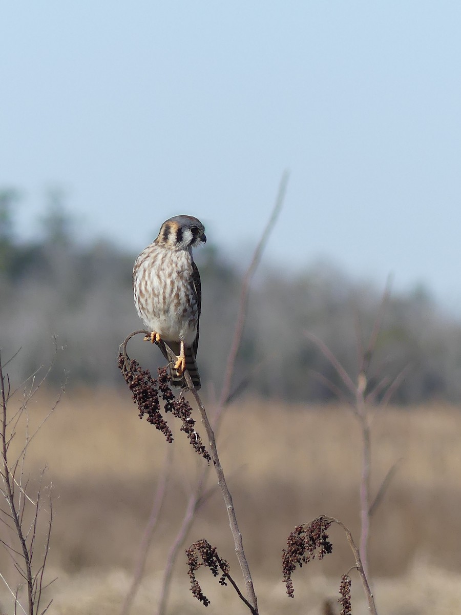 American Kestrel - ML24396701