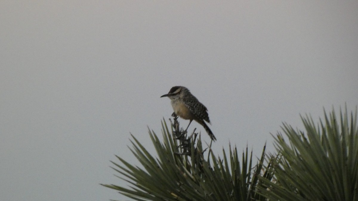 Cactus Wren - ML243967331