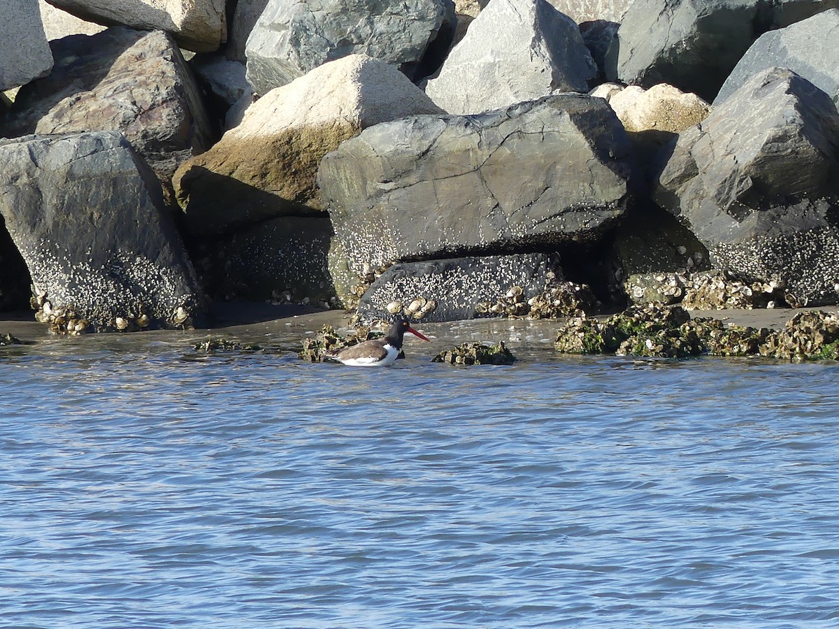 American Oystercatcher - ML24396821