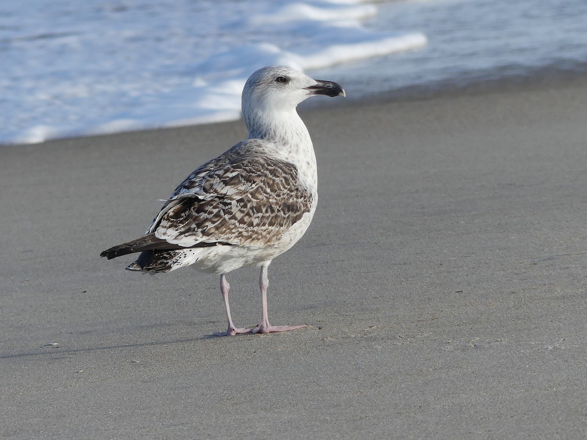 Great Black-backed Gull - ML24396881