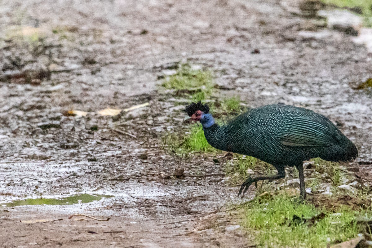 Eastern Crested Guineafowl - ML243968951