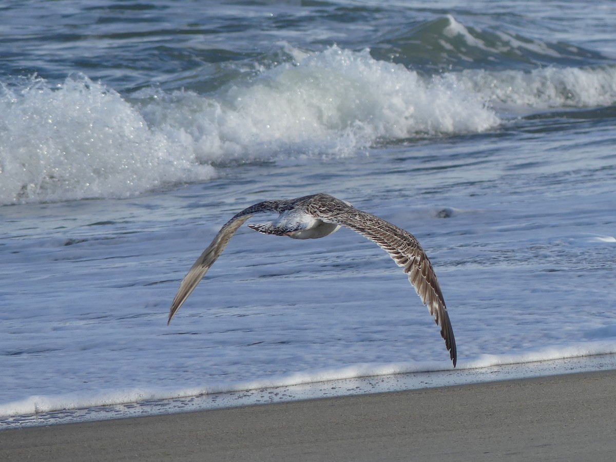 Great Black-backed Gull - ML24396901