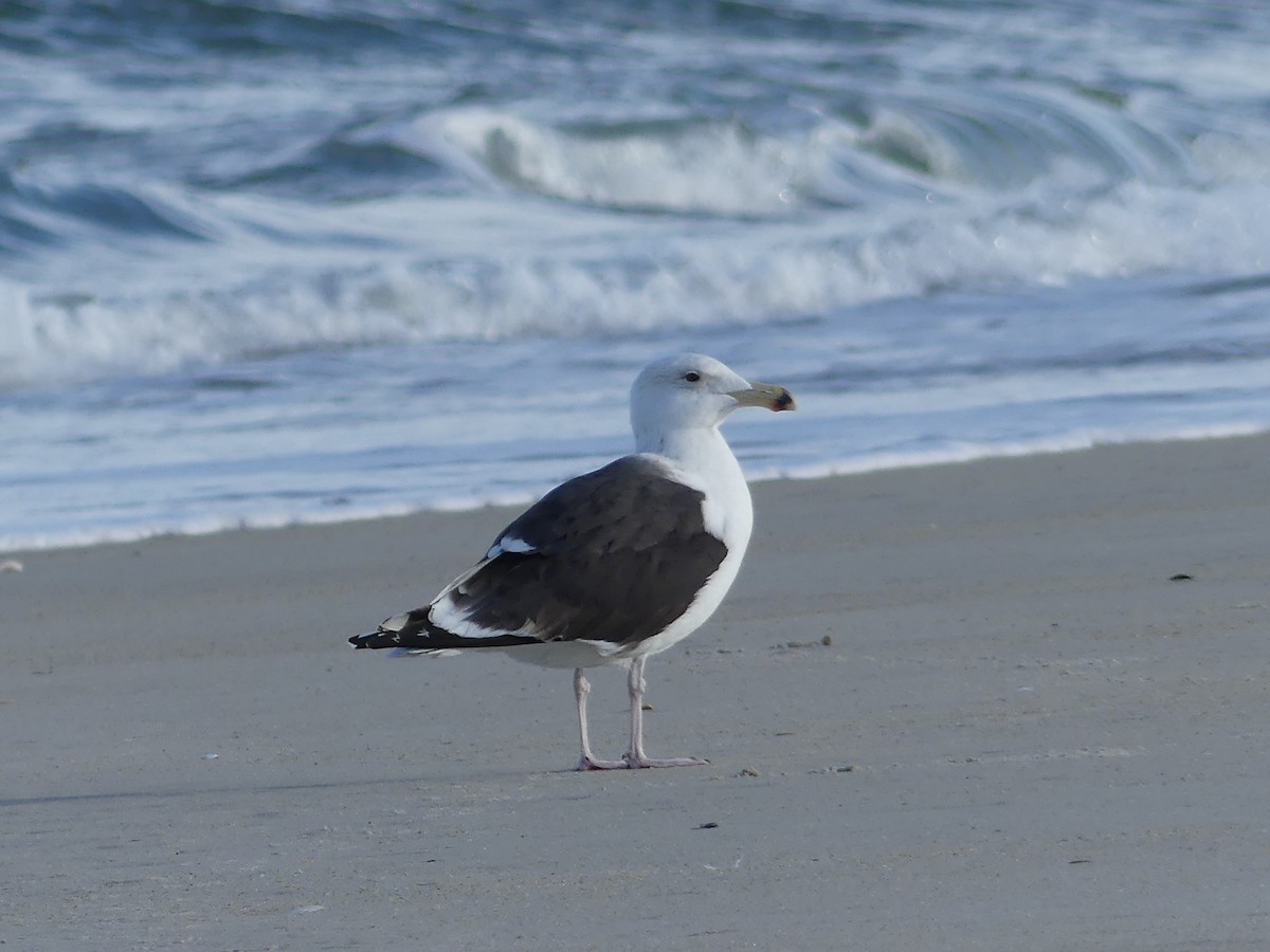 Great Black-backed Gull - ML24396911