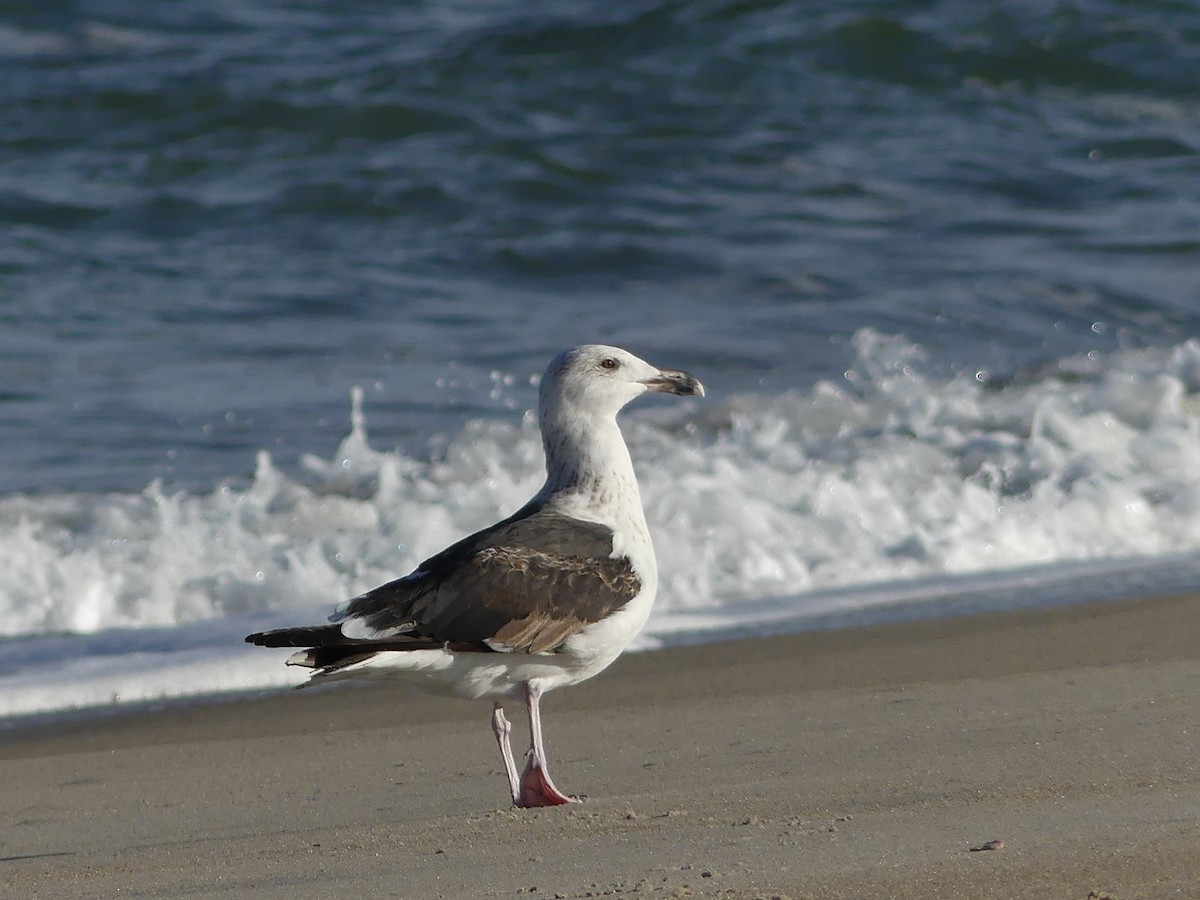 Great Black-backed Gull - ML24396921