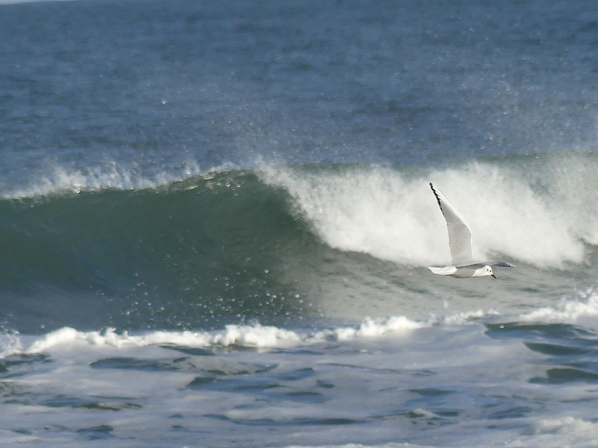 Bonaparte's Gull - ML24397011
