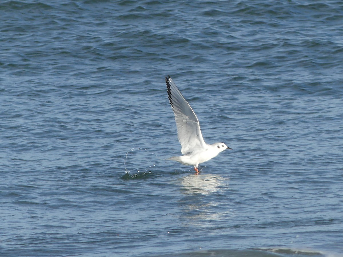 Bonaparte's Gull - ML24397041