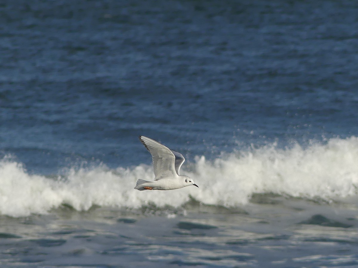 Bonaparte's Gull - ML24397051