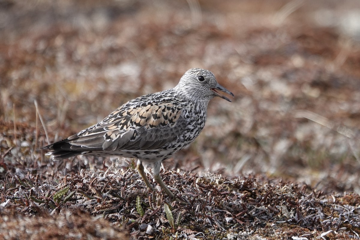 Surfbird - ML243971341