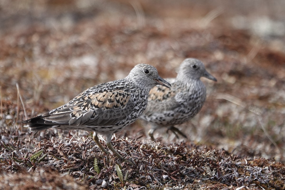 Surfbird - ML243971381