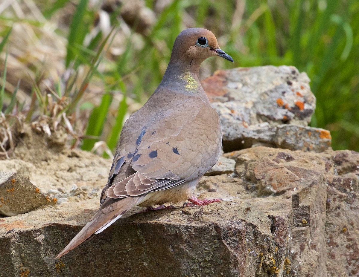 Mourning Dove - ML243974631