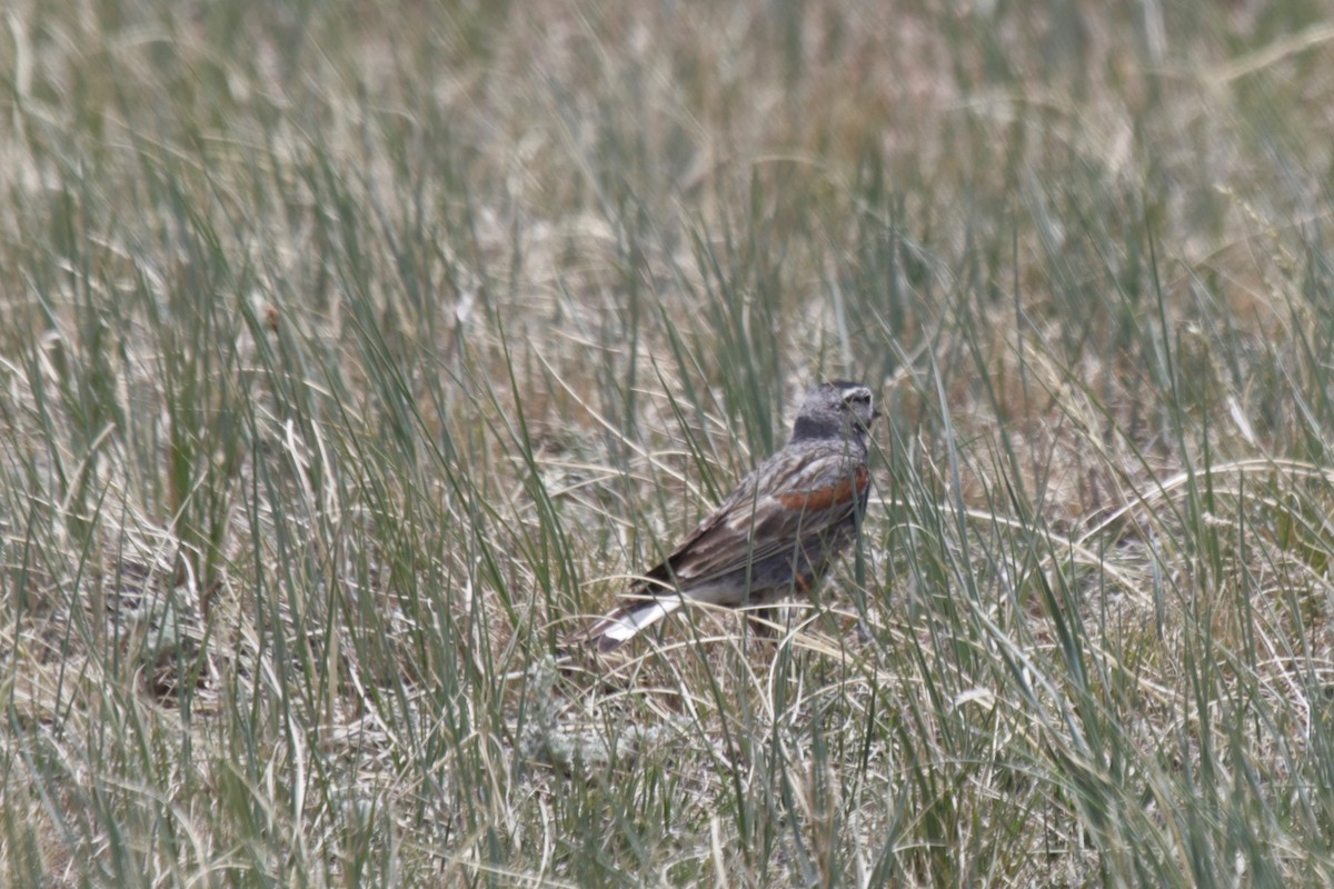 Thick-billed Longspur - ML243975091