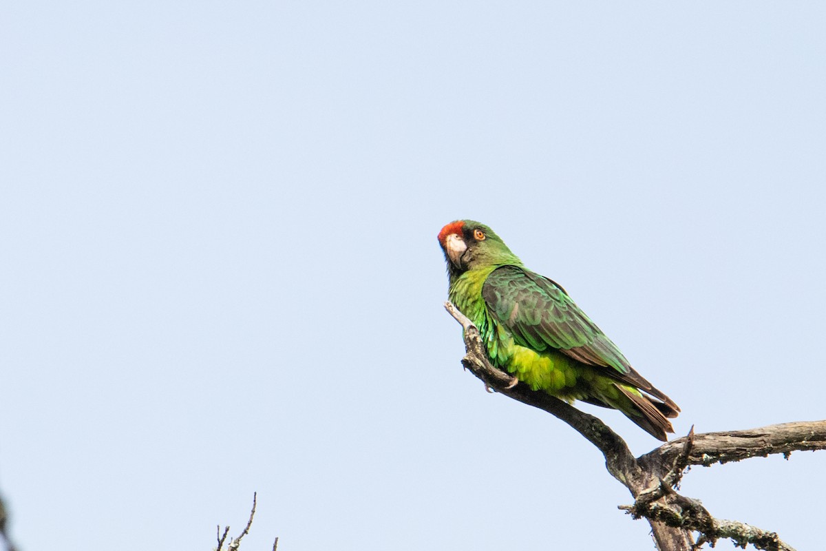 Red-fronted Parrot - Peter  Steward