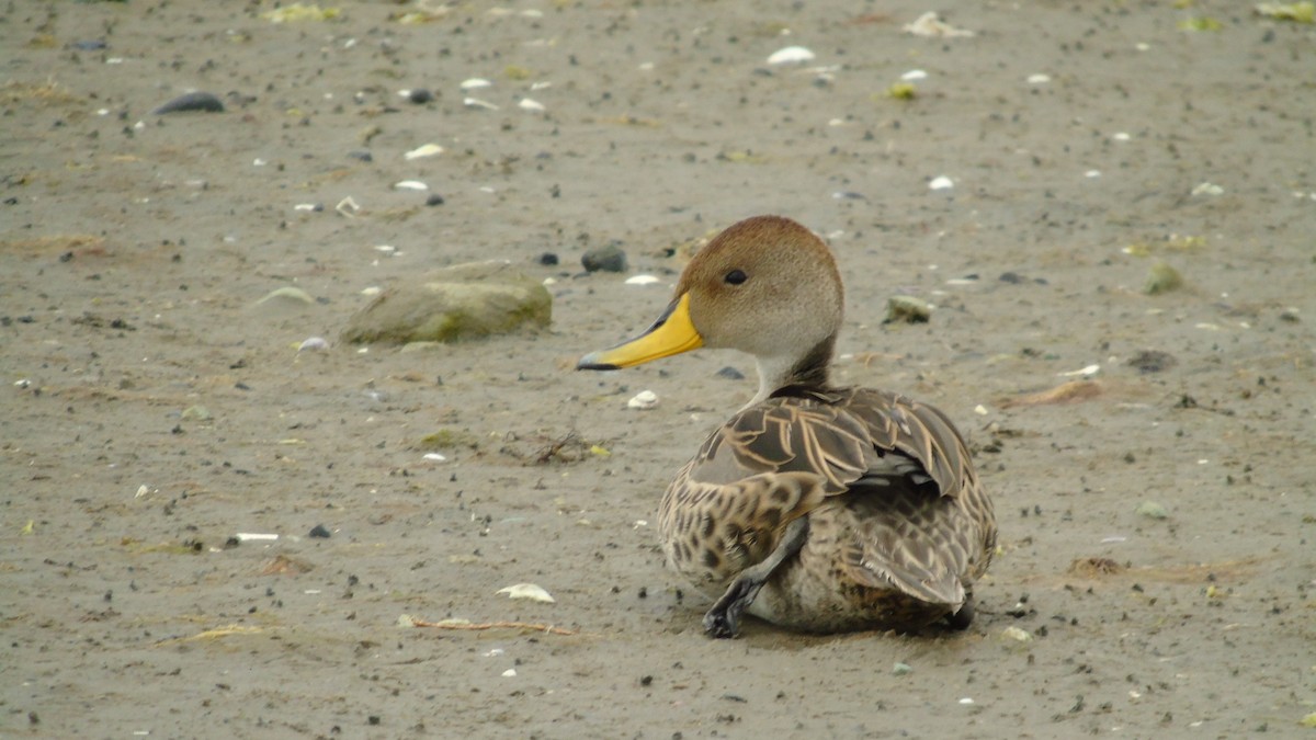 Yellow-billed Pintail - ML243978161