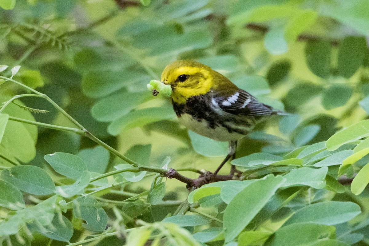 Black-throated Green Warbler - Sue Barth