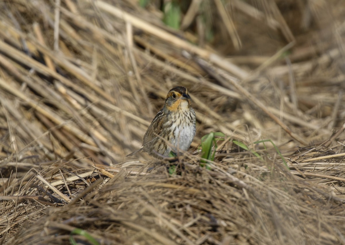 Bruant à queue aiguë - ML243980381