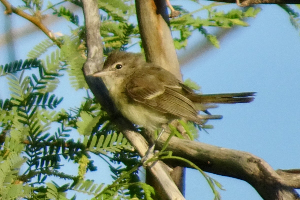 Bell's Vireo - ML243981101