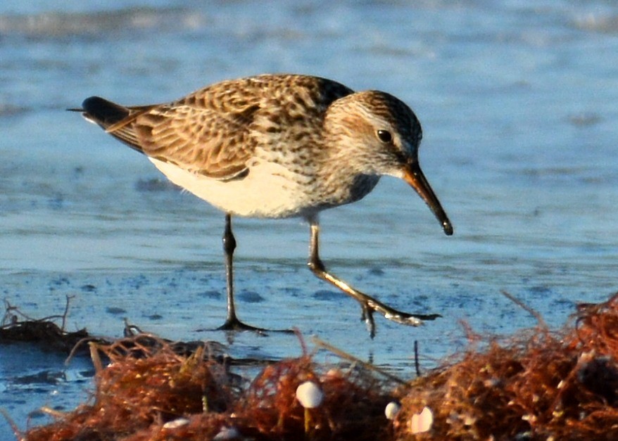 White-rumped Sandpiper - ML243981251