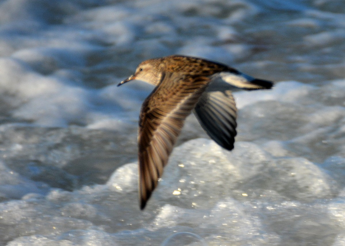 White-rumped Sandpiper - ML243981351