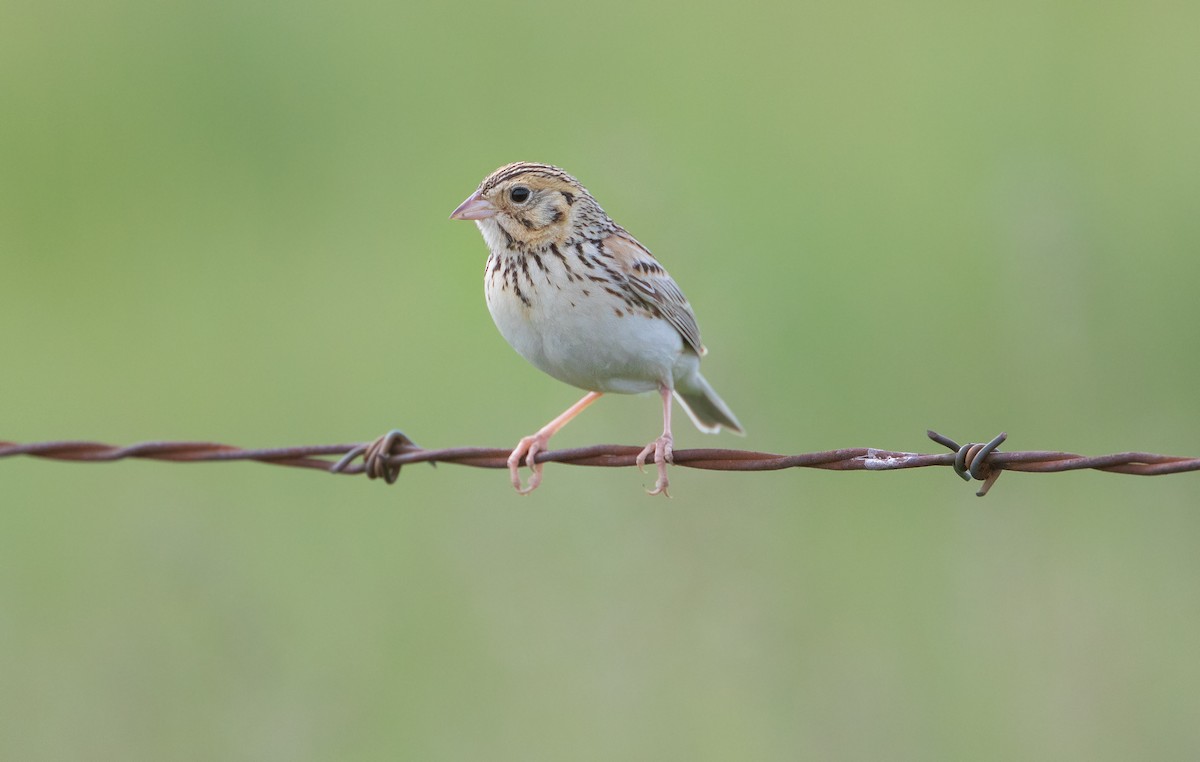 Baird's Sparrow - ML243982131