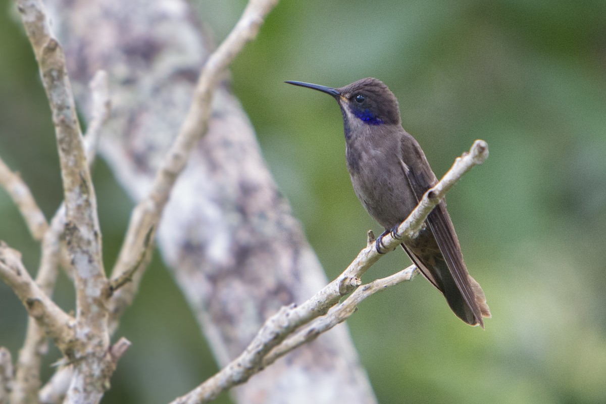 Colibrí Pardo - ML243983191