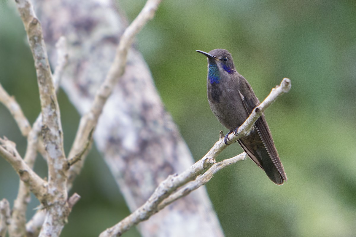 Colibrí Pardo - ML243983261