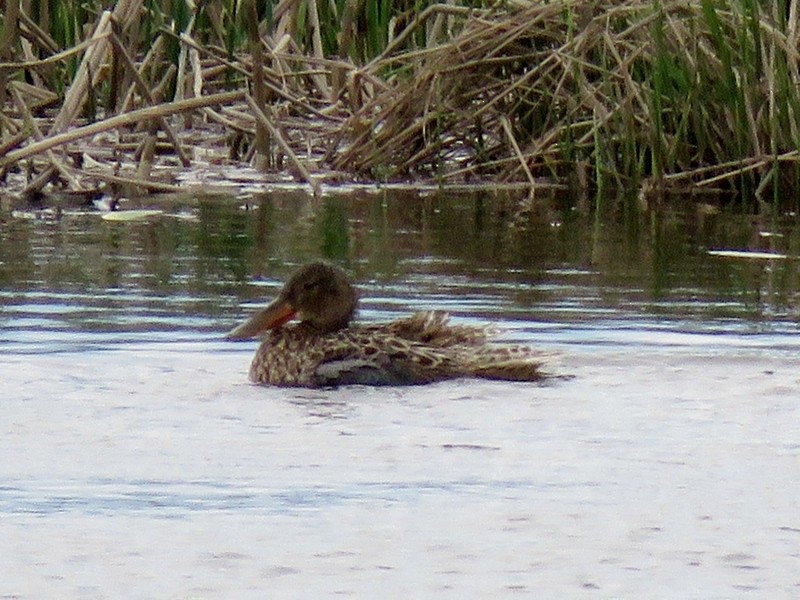 Northern Shoveler - ML243984271