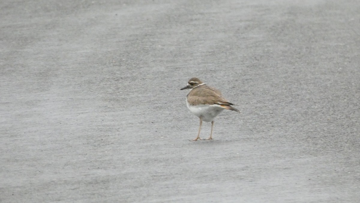 Killdeer - Ben Davis