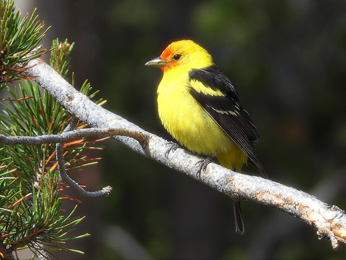 Western Tanager - ML243986011