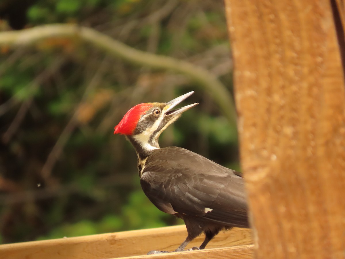 Pileated Woodpecker - ML243986231