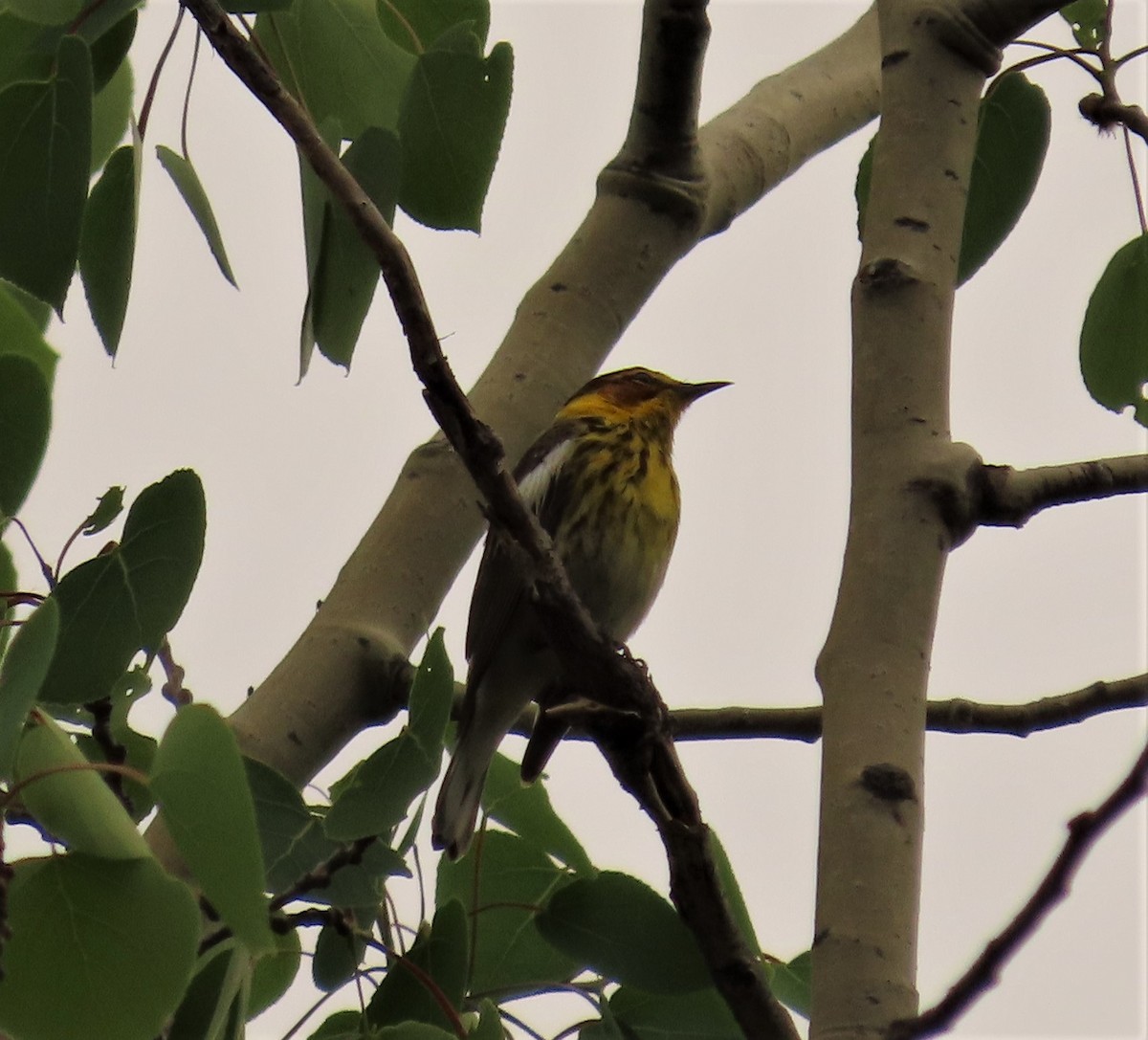Cape May Warbler - ML243986661