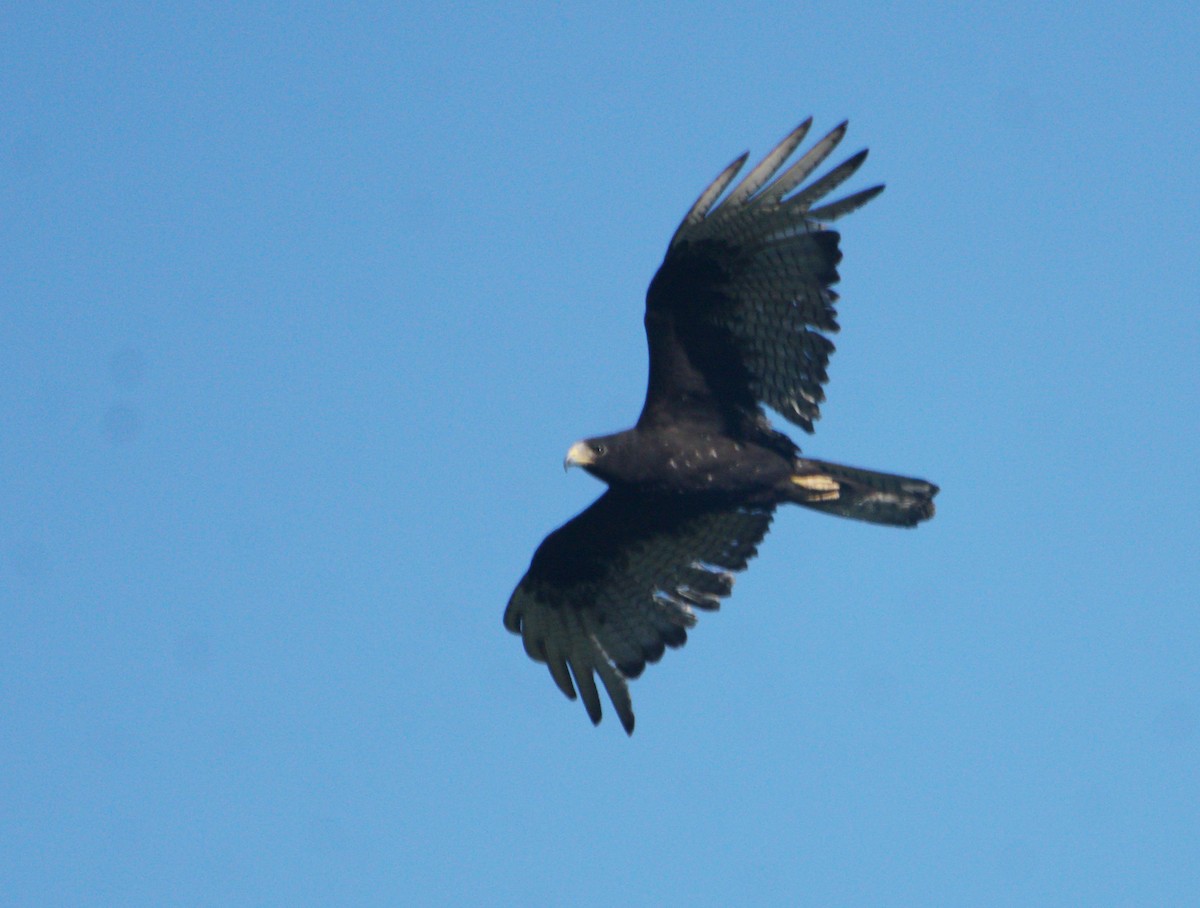 Zone-tailed Hawk - David Palmer