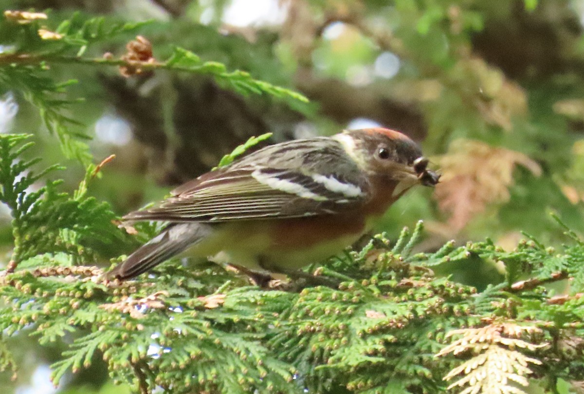 Bay-breasted Warbler - ML243987141