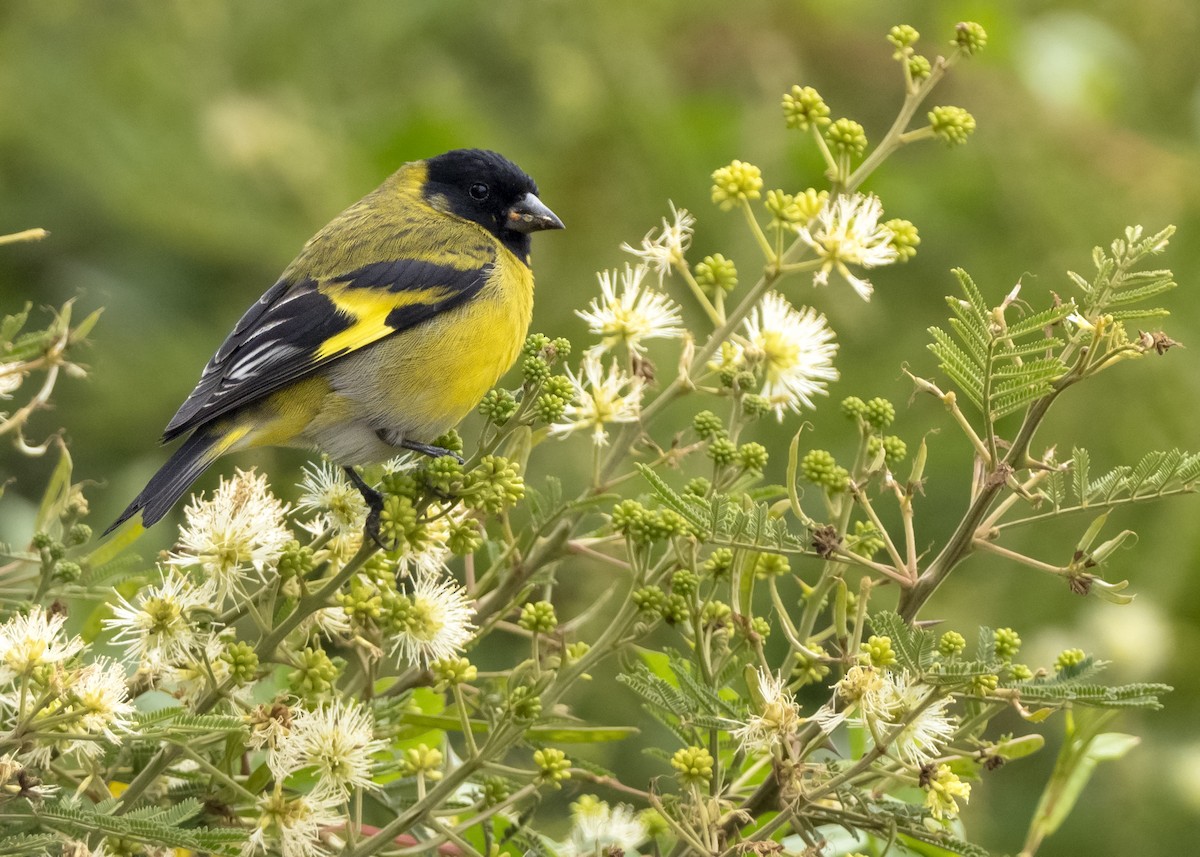 Hooded Siskin - Andres Vasquez Noboa