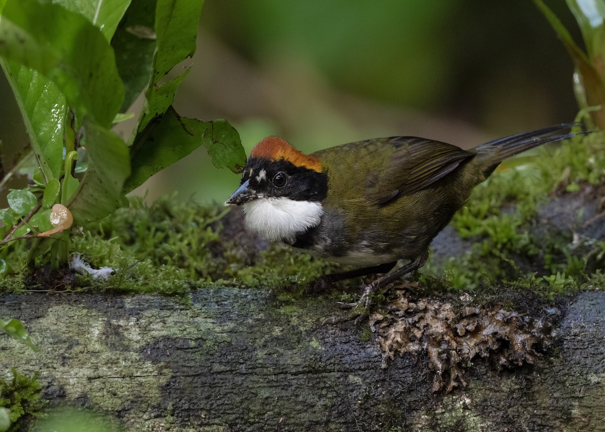 Chestnut-capped Brushfinch - Andres Vasquez Noboa