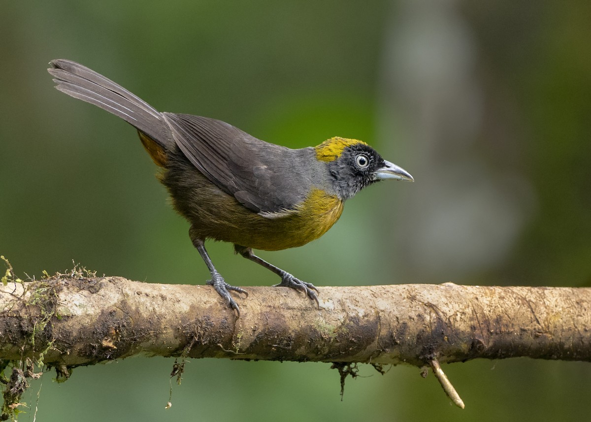 Dusky-faced Tanager - Andres Vasquez Noboa