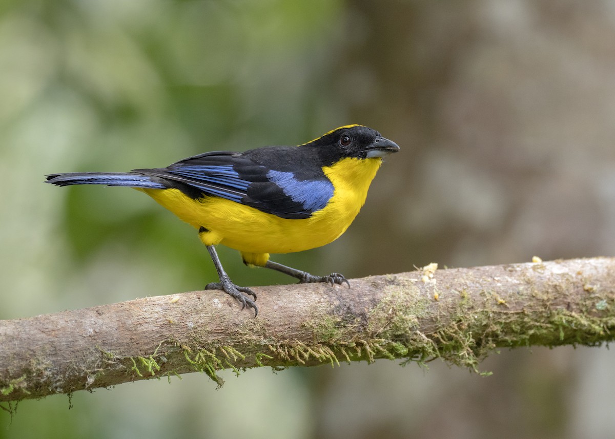 Blue-winged Mountain Tanager - Andres Vasquez Noboa