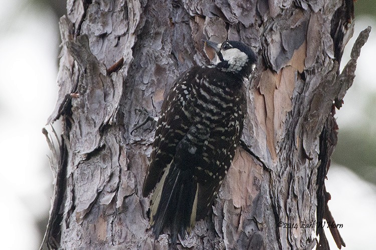 Red-cockaded Woodpecker - ML24399581