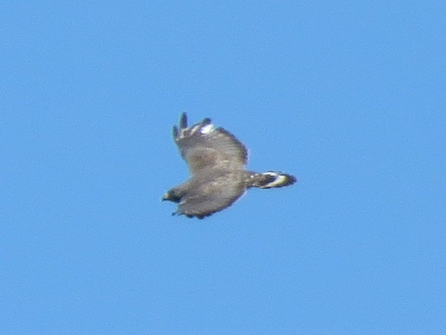 Broad-winged Hawk - ML243995891