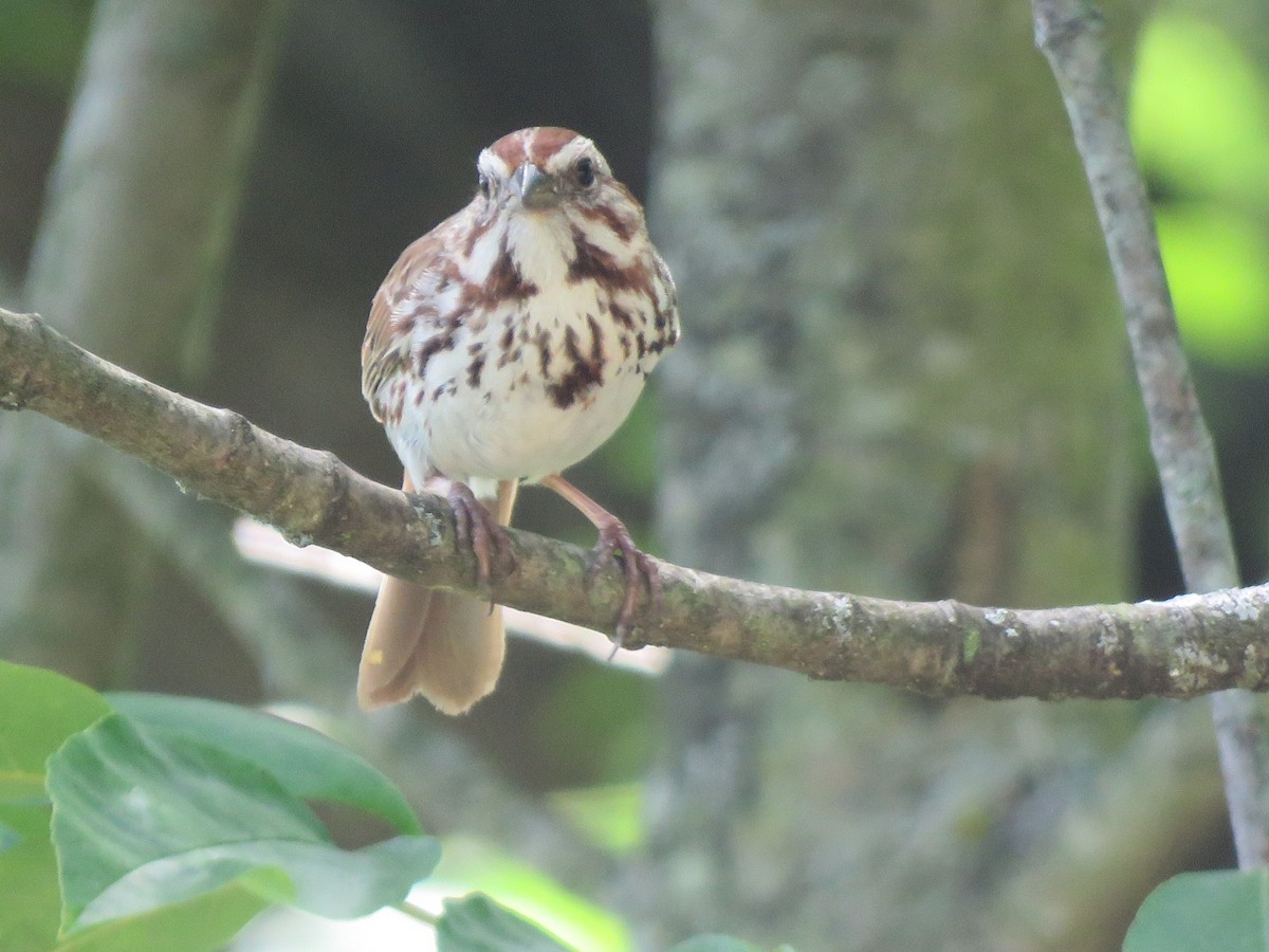 Song Sparrow - ML243995981