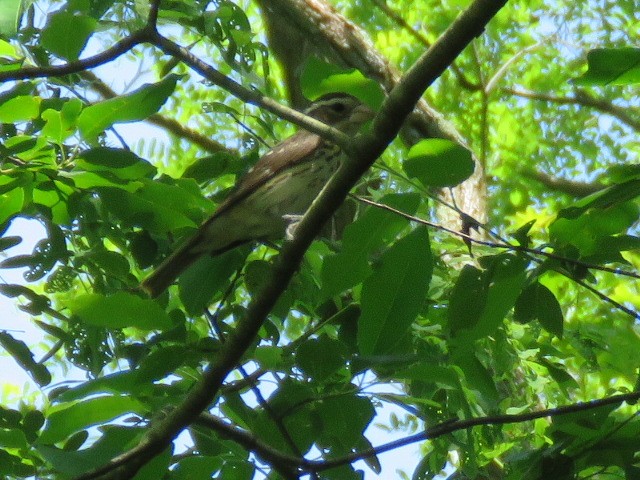 Rose-breasted Grosbeak - ML243996031