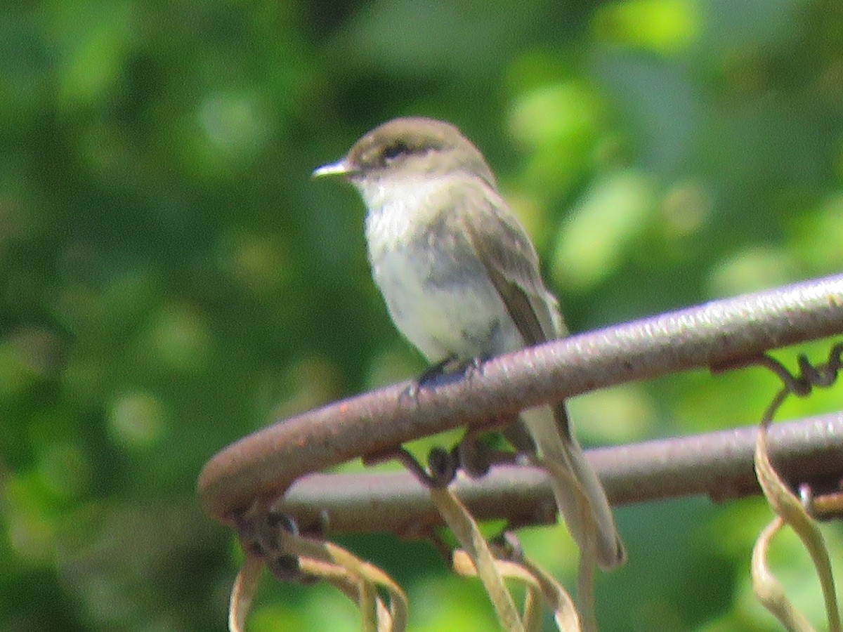 Eastern Phoebe - ML243996321
