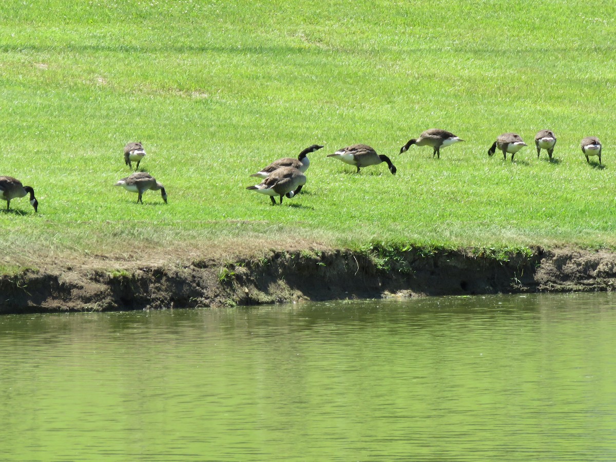 Canada Goose - ML243996371