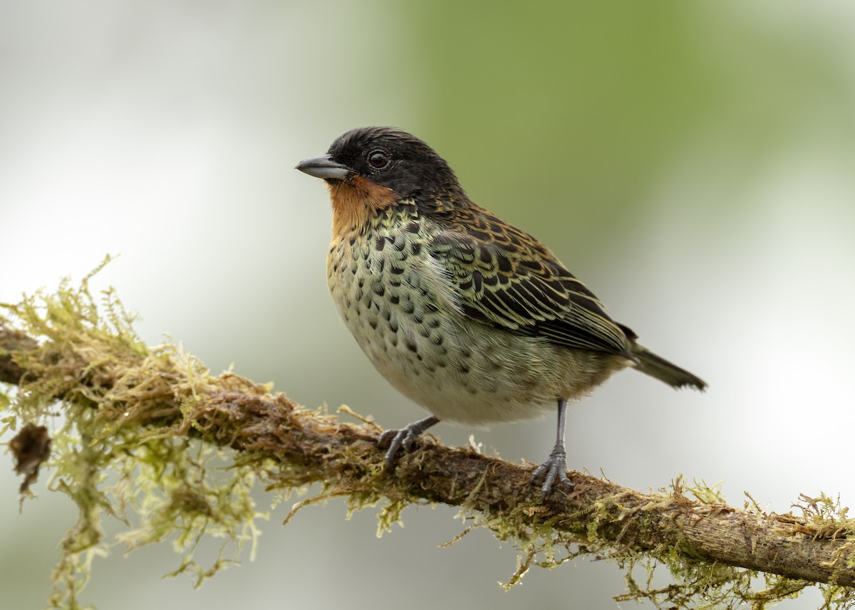 Rufous-throated Tanager - Andres Vasquez Noboa