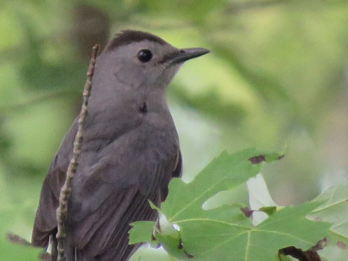 Gray Catbird - ML243996711