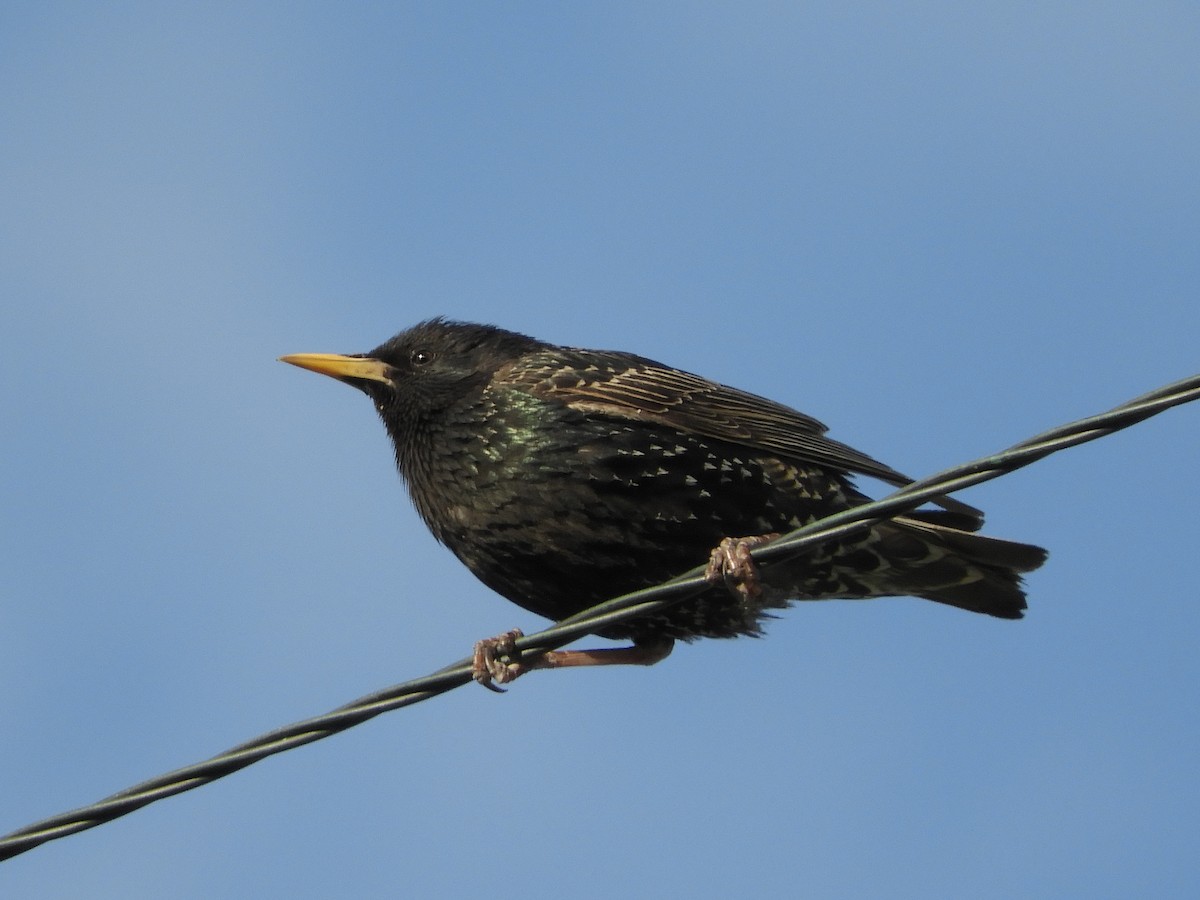 European Starling - ML243996921