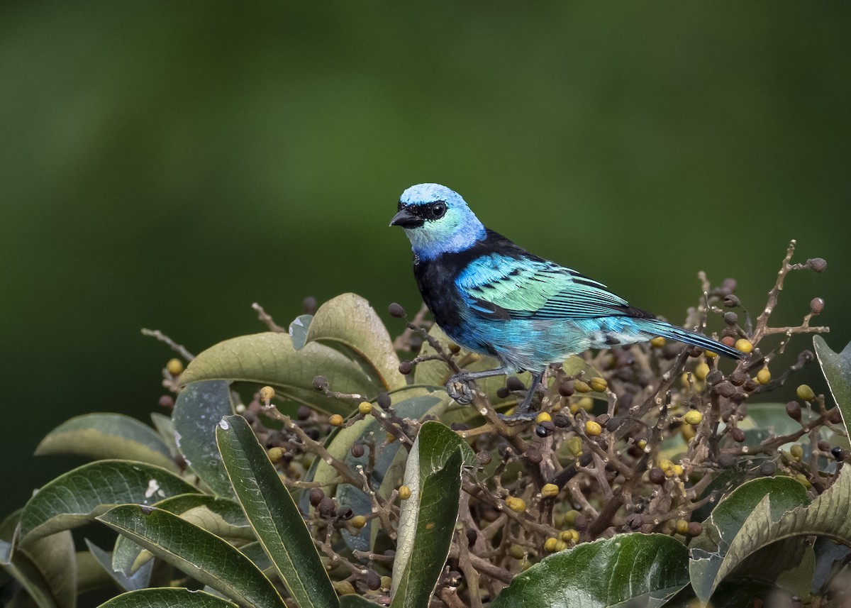 Masked Tanager - Andres Vasquez Noboa