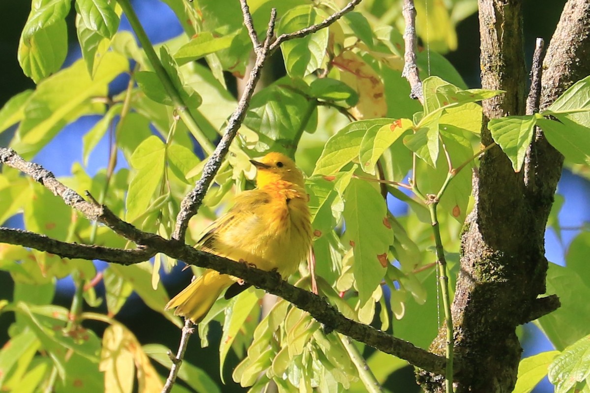 Yellow Warbler - ML243997721