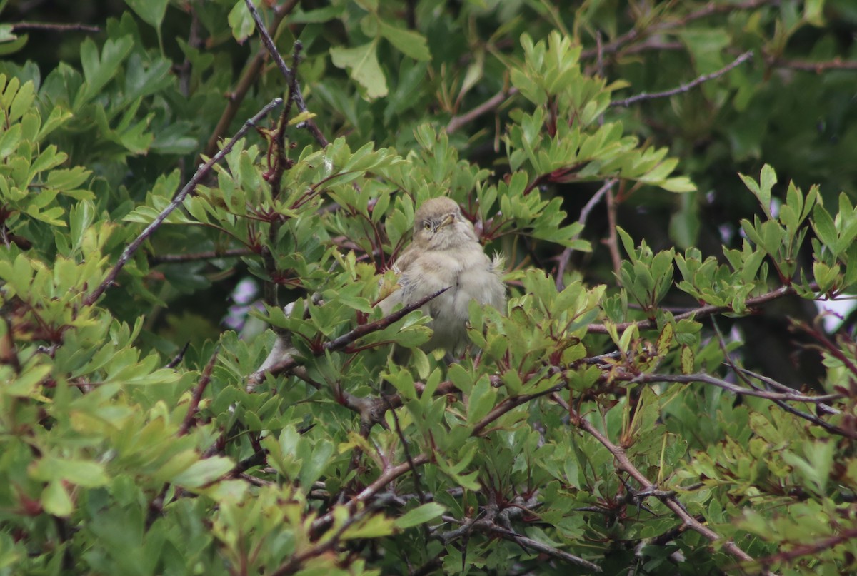 Asian Desert Warbler - ML243998181